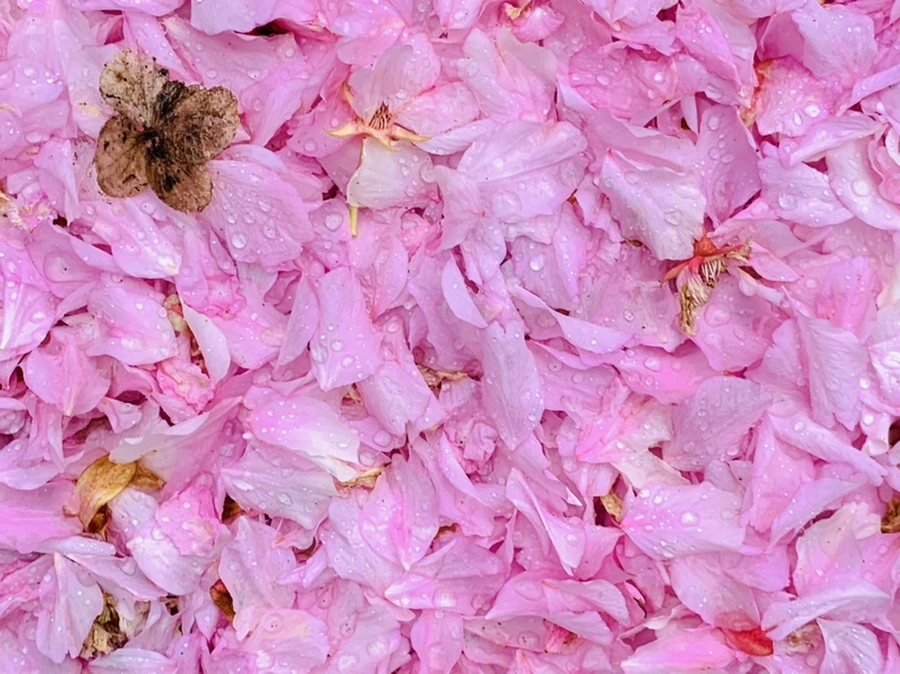 IMG_7284.jpg?type=w966