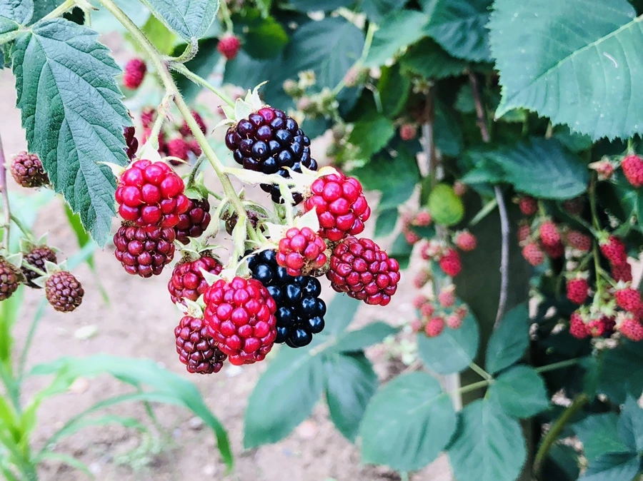 IMG_1678.jpg?type=w966