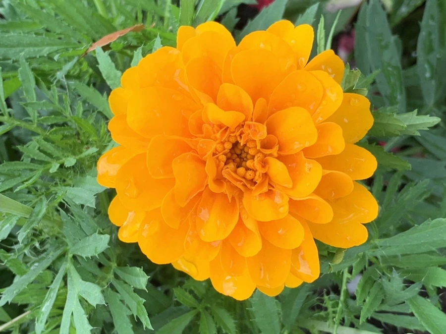 IMG_9041.jpg?type=w966