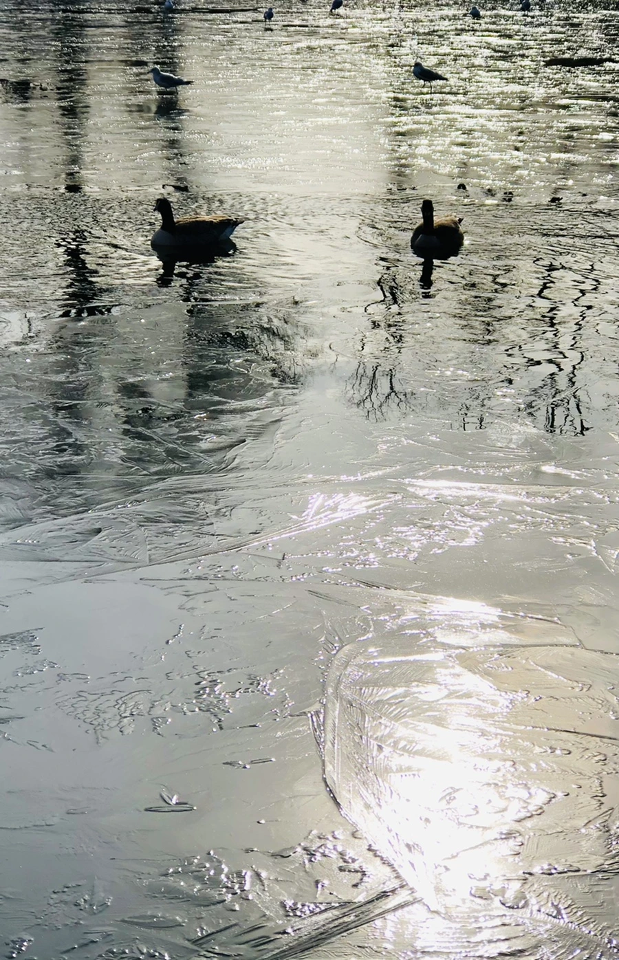 IMG_8462.jpg?type=w966