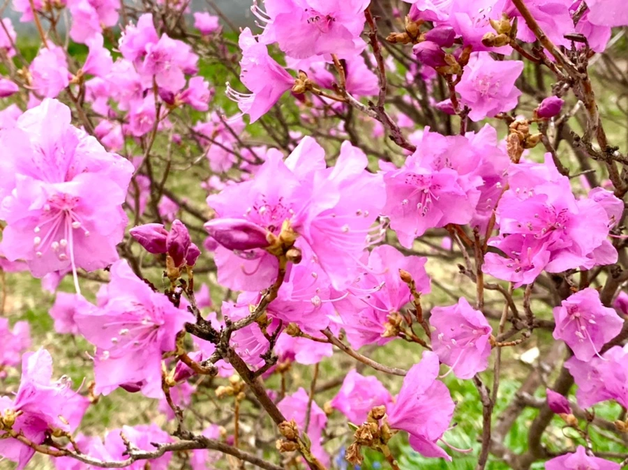 IMG_4749.jpg?type=w966