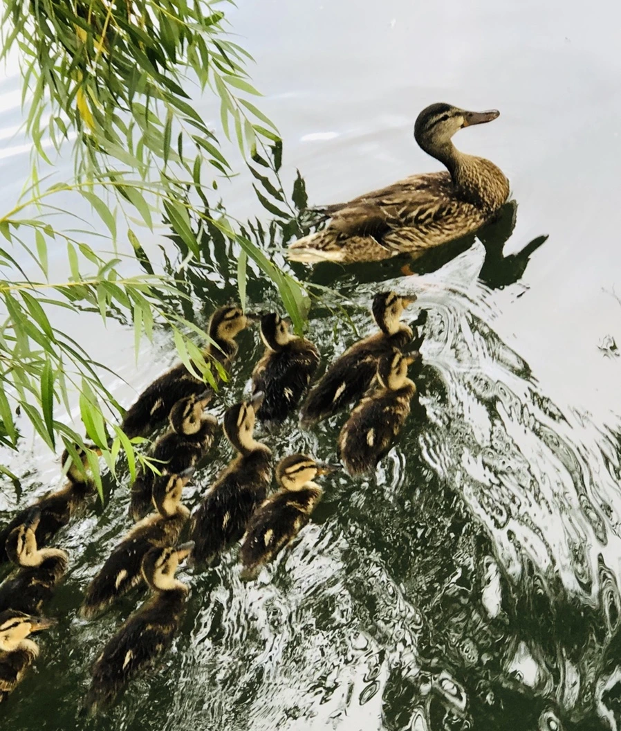 IMG_3124.jpg?type=w966