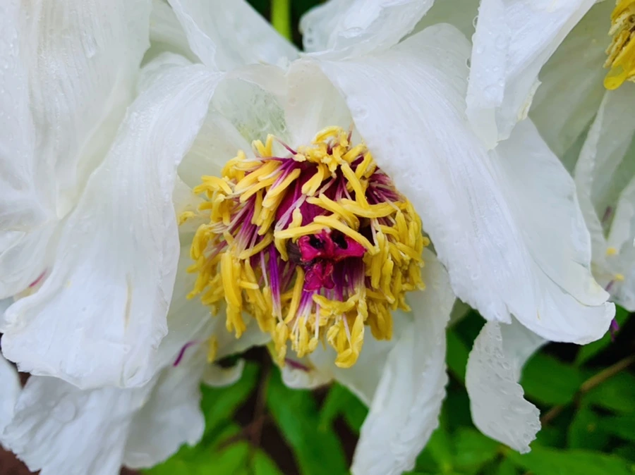 IMG_9305.jpg?type=w966