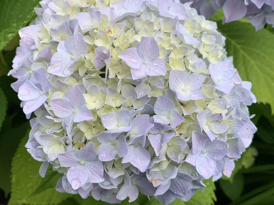 IMG_3463.jpg?type=w966