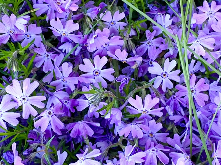 IMG_8240.jpg?type=w966