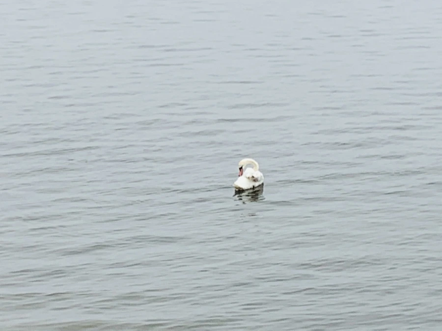 IMG_5153.jpg?type=w966