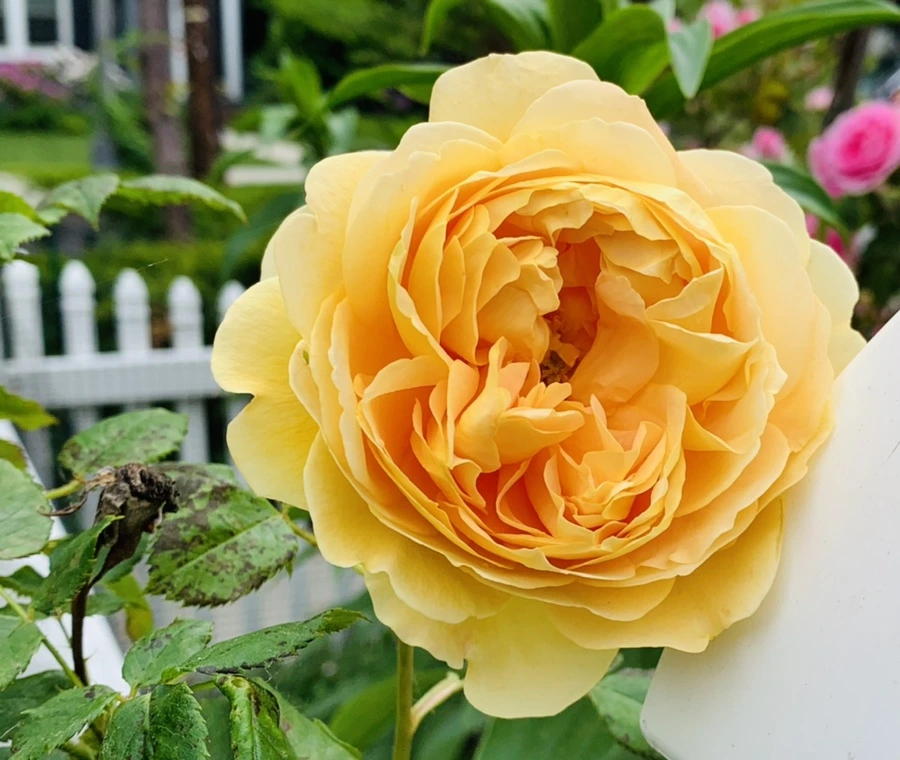 IMG_6063.jpg?type=w966