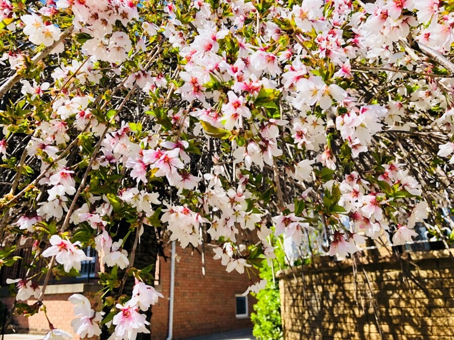 IMG_4433.jpg?type=w966