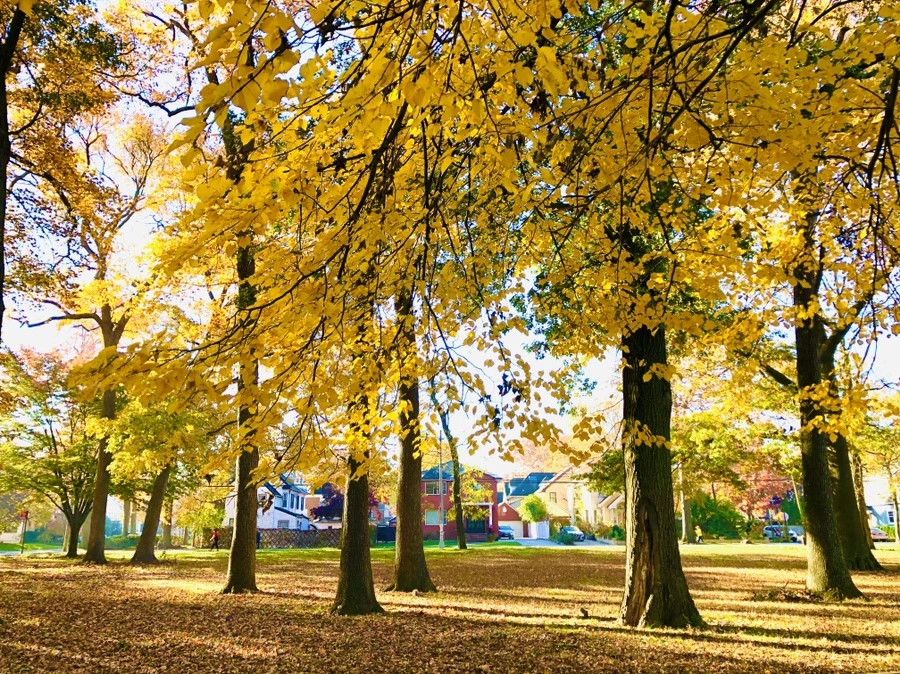 IMG_4080.jpg?type=w966