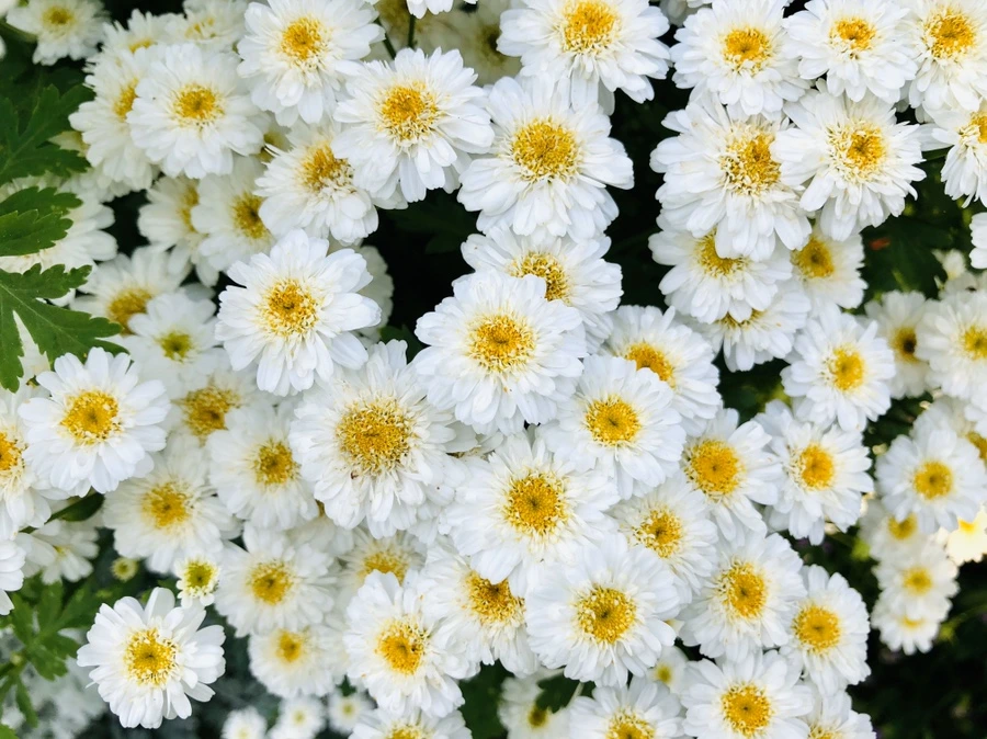 IMG_8708.jpg?type=w966