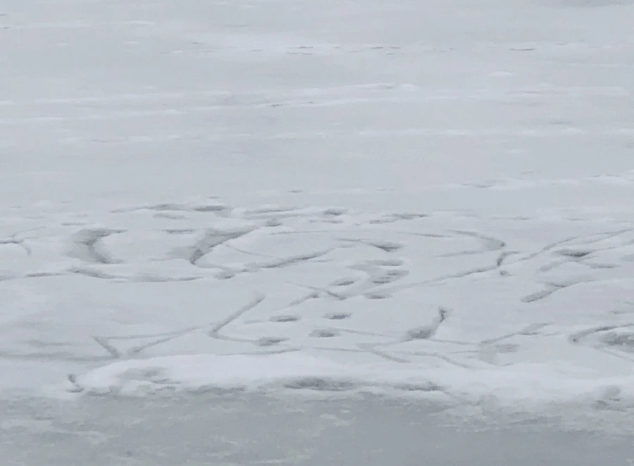 IMG_2730.jpg?type=w966