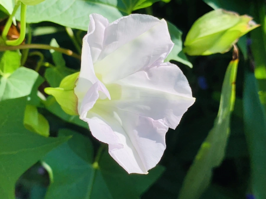 IMG_0312.jpg?type=w966