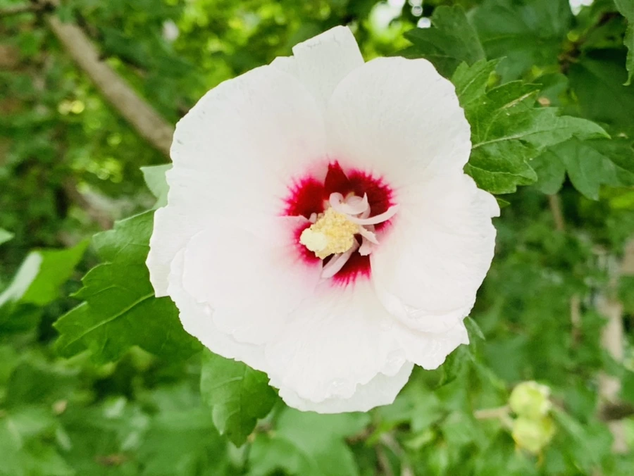 IMG_1074.jpg?type=w966