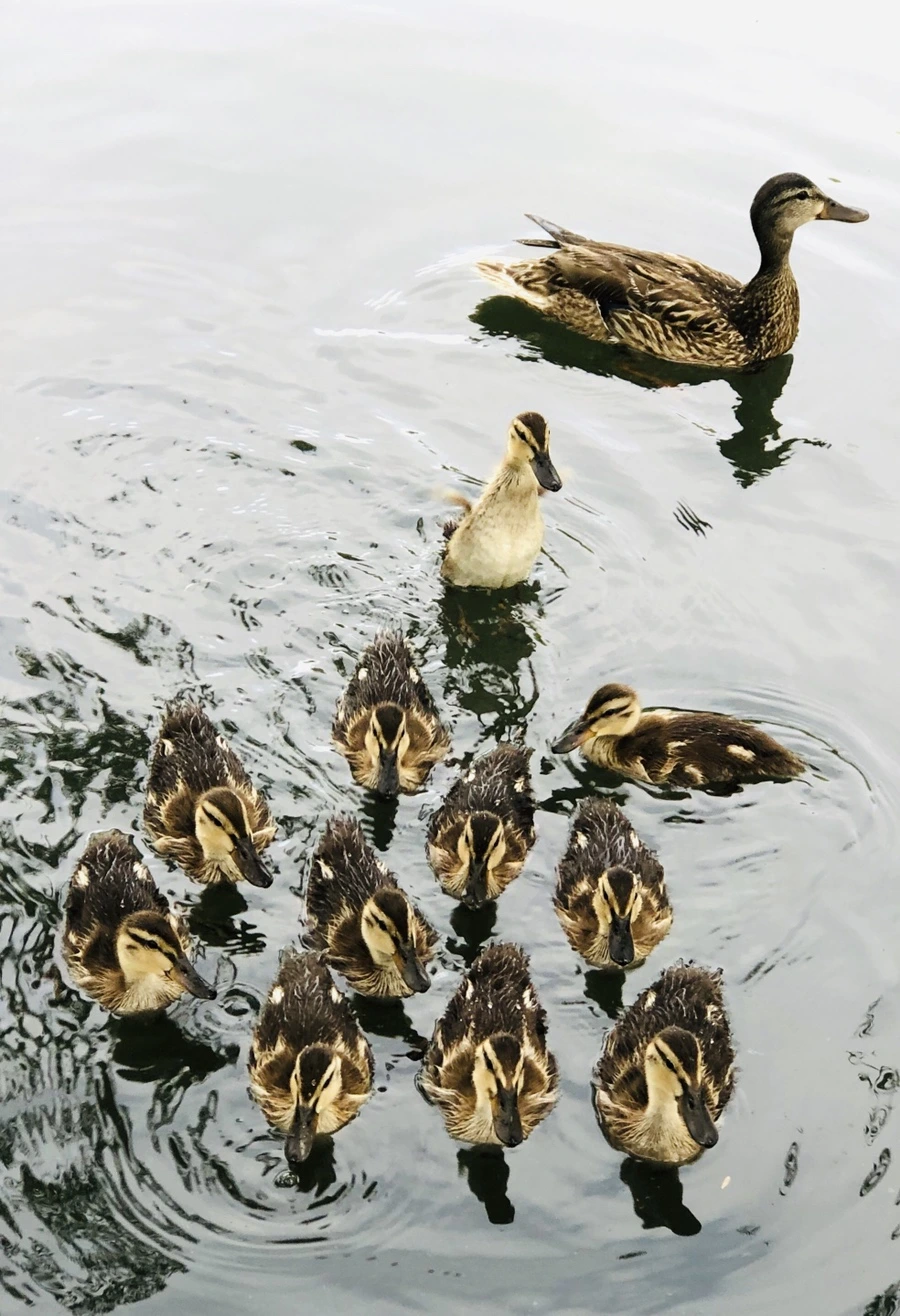 IMG_3141.jpg?type=w966