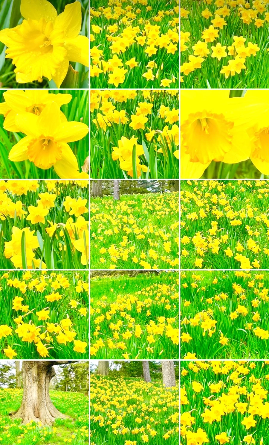 IMG_7599.jpg?type=w966