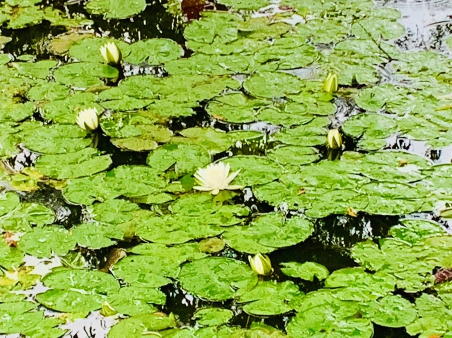 IMG_8313.jpg?type=w966