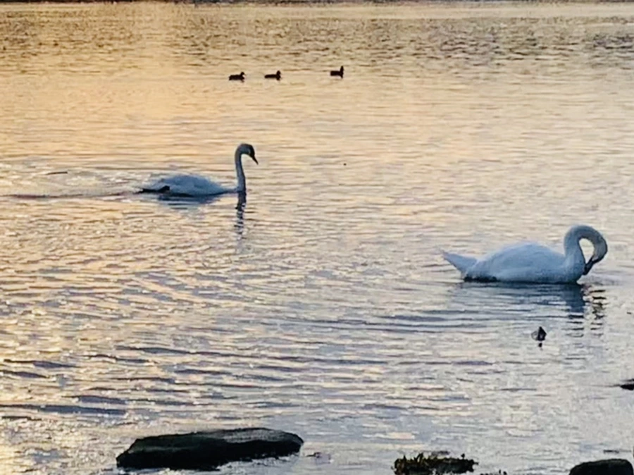 IMG_1424.jpg?type=w966