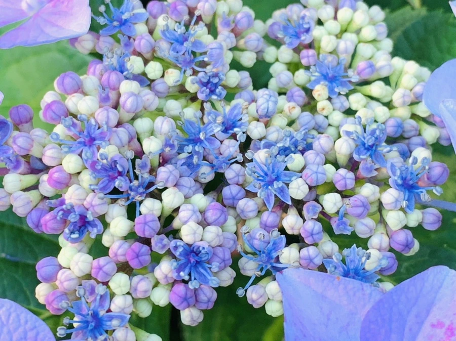 IMG_6290.jpg?type=w966