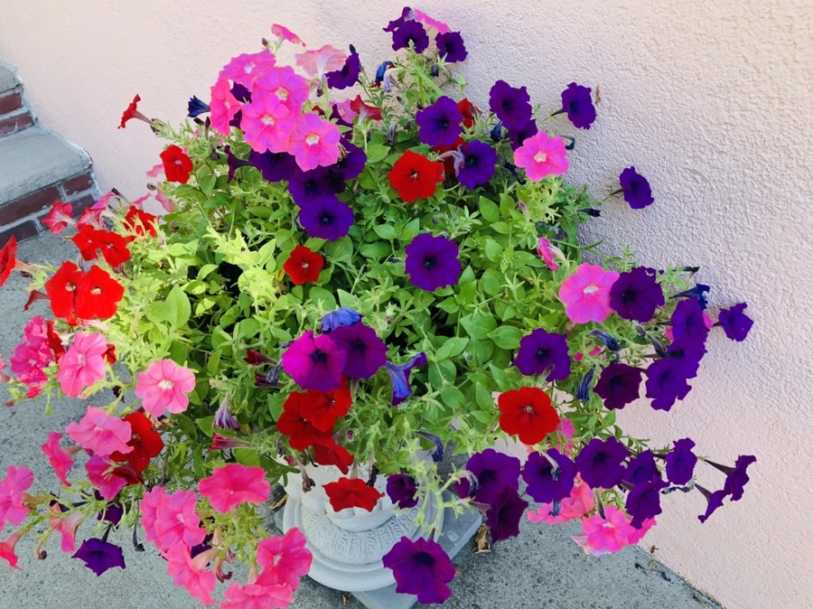 IMG_2794.jpg?type=w966