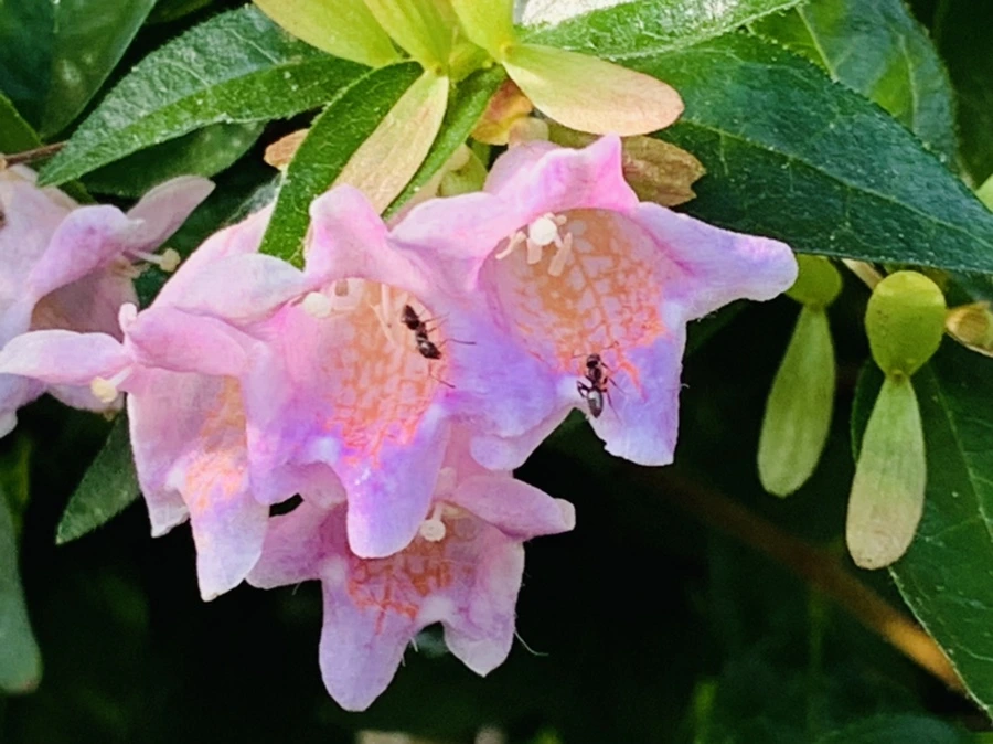 IMG_8948.jpg?type=w966