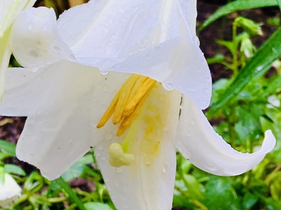 IMG_0097.jpg?type=w966