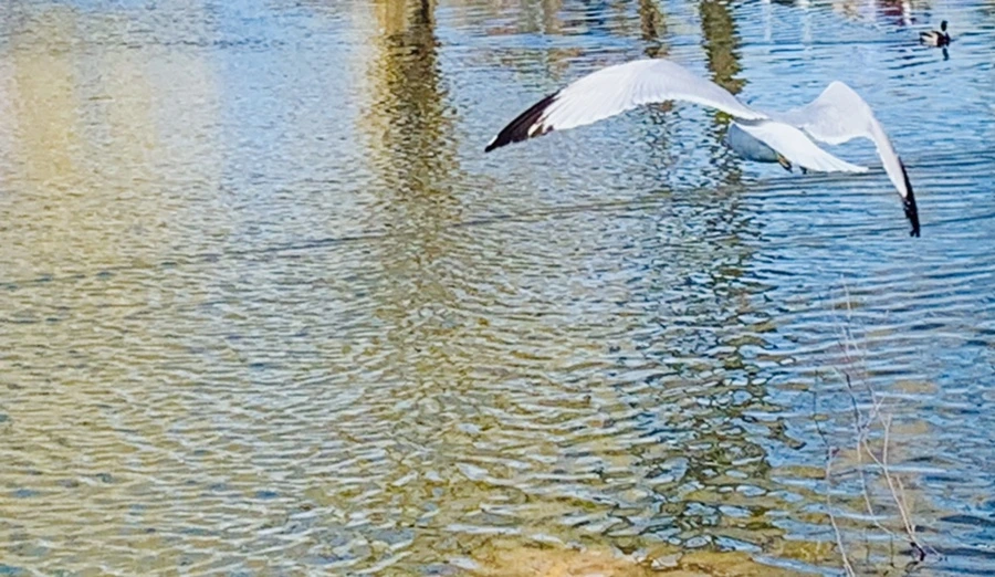 IMG_9272.jpg?type=w966