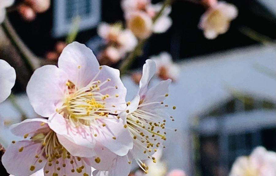 IMG_1004.jpg?type=w966