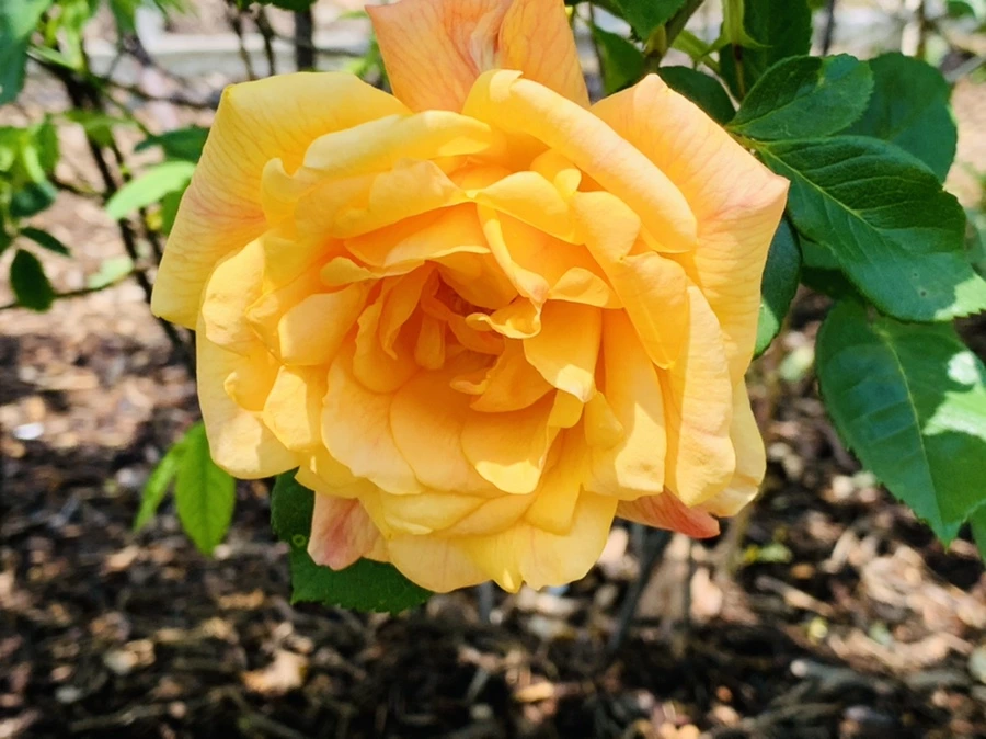 IMG_4152.jpg?type=w966