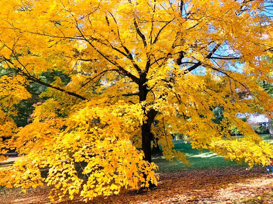 IMG_7334.jpg?type=w966