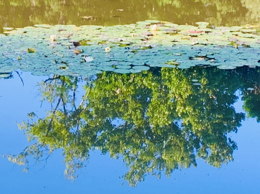 IMG_4247.jpg?type=w966