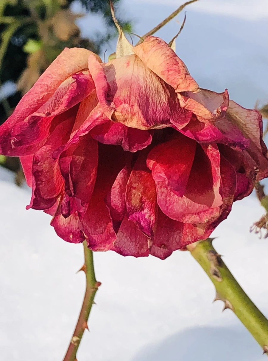 IMG_7735.jpg?type=w966