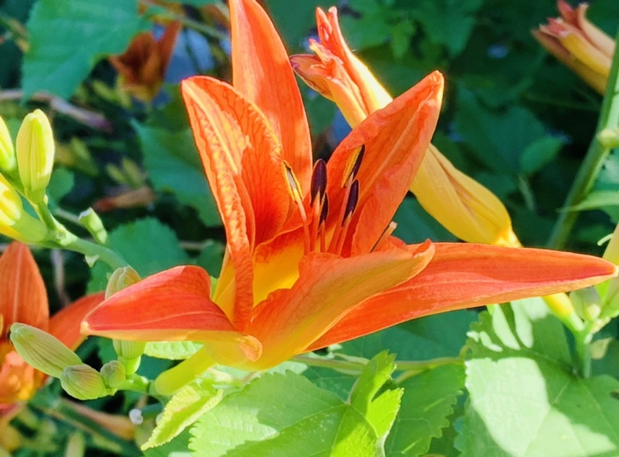 IMG_4858.jpg?type=w966