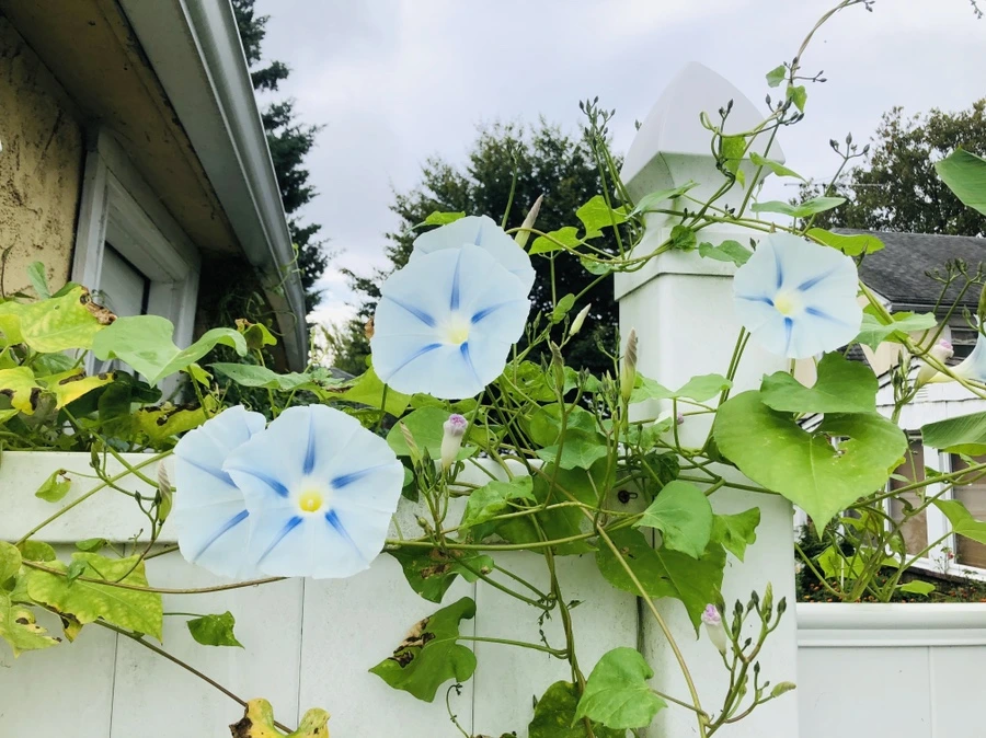 IMG_1128.jpg?type=w966