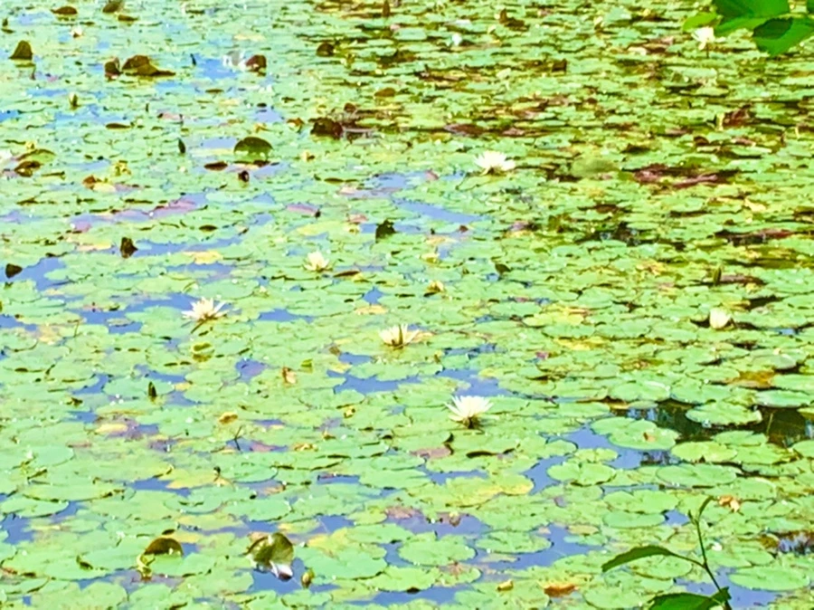 IMG_9166.jpg?type=w966