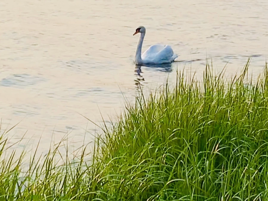 IMG_3718.jpg?type=w966