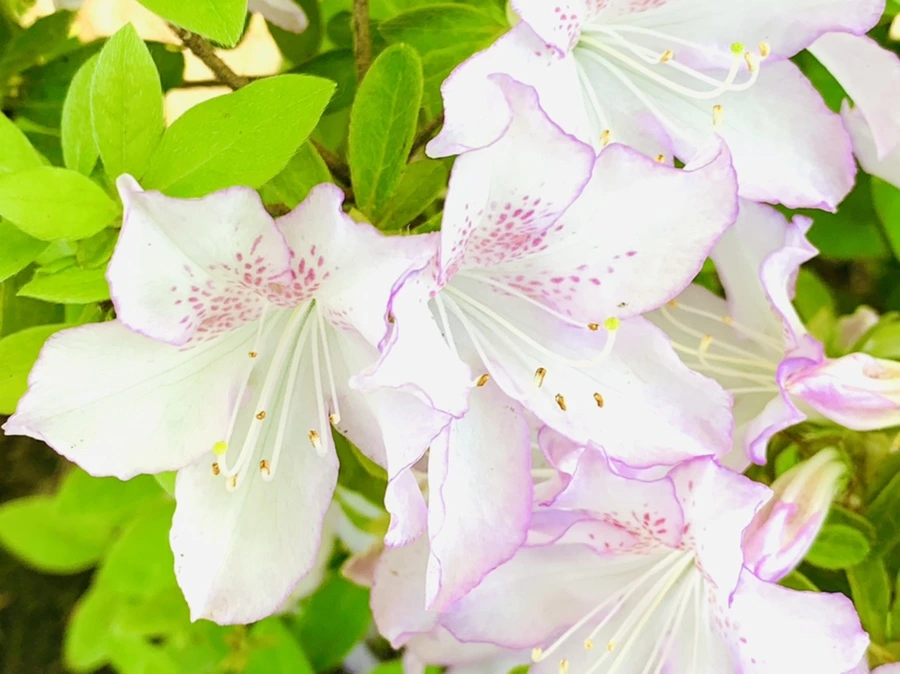 IMG_0646.jpg?type=w966