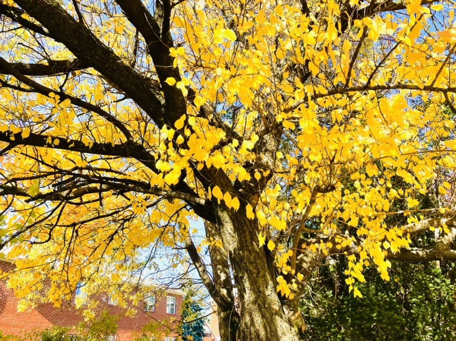 IMG_4112.jpg?type=w966