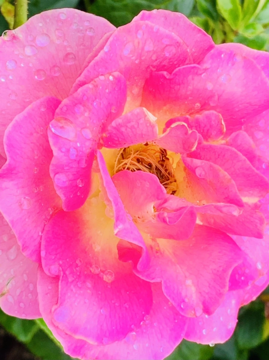 IMG_9584.jpg?type=w966