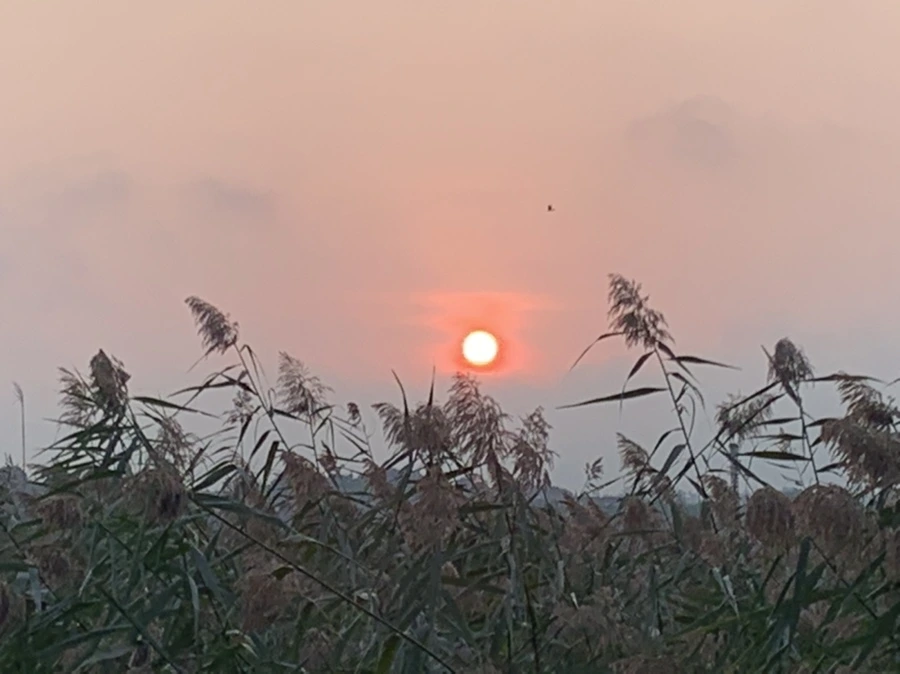 IMG_1104.jpg?type=w966