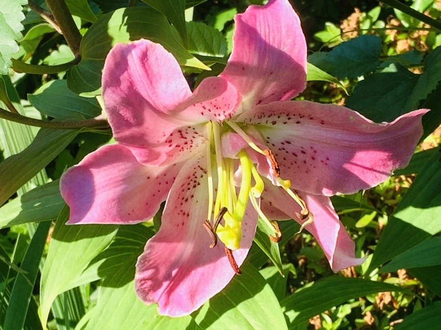 IMG_3970.jpg?type=w966