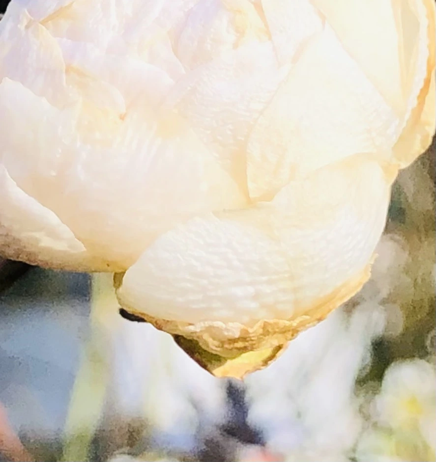 IMG_1389.jpg?type=w966