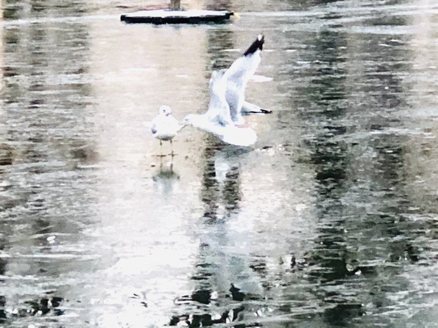 IMG_1939.jpg?type=w966