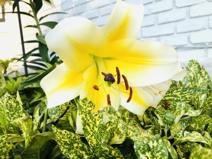 IMG_2468.jpg?type=w966