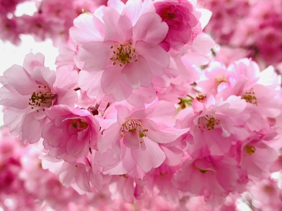 IMG_0651.jpg?type=w966