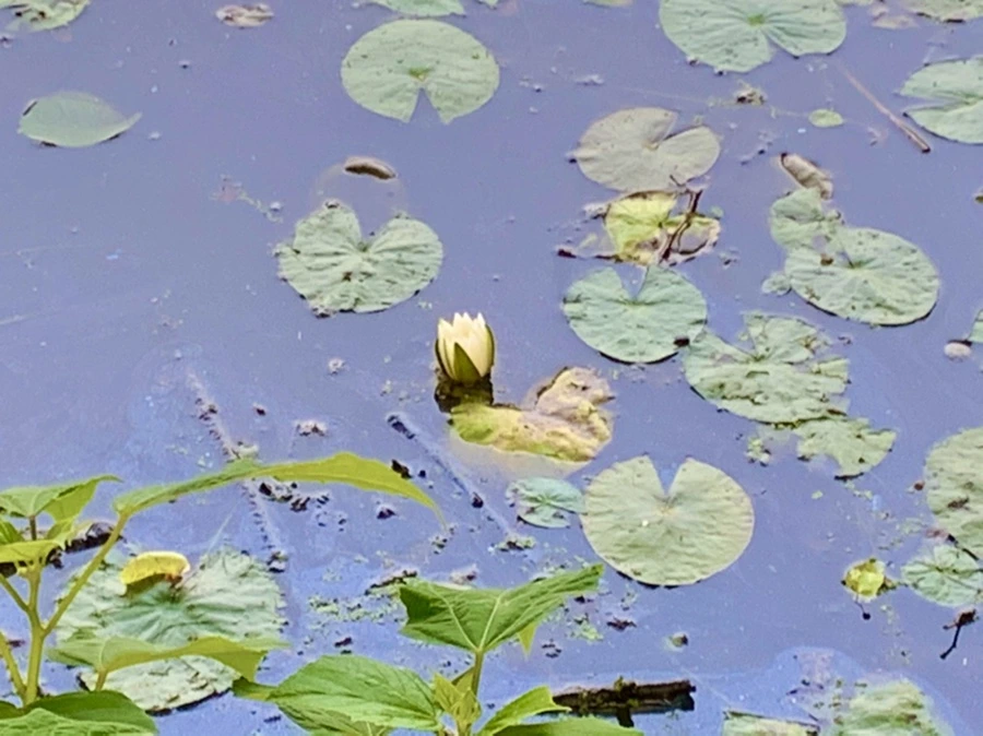 IMG_8598.jpg?type=w966