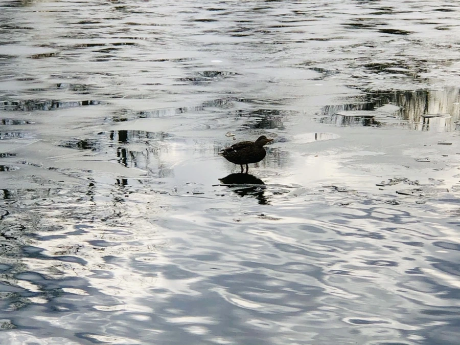 IMG_5018.jpg?type=w966