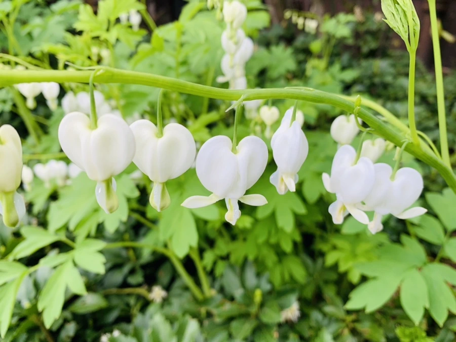 IMG_6093.jpg?type=w966