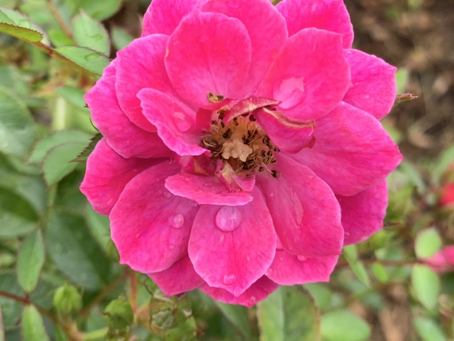 IMG_1100.jpg?type=w966