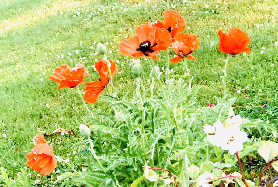 IMG_8272.jpg?type=w966