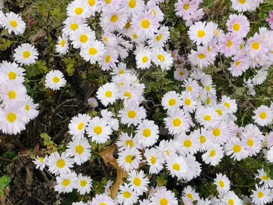 IMG_2492.jpg?type=w966